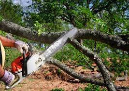 How Our Tree Care Process Works  in  Las Quintas Fronterizas, TX